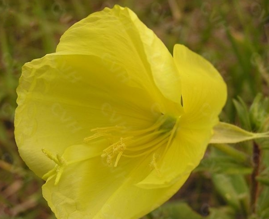 黄花草油酸