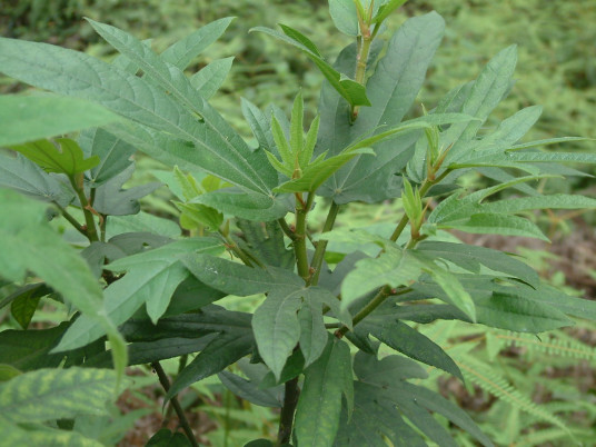 五龙根（植物）