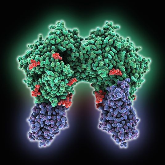 MERS-CoV（新型的冠状病毒）