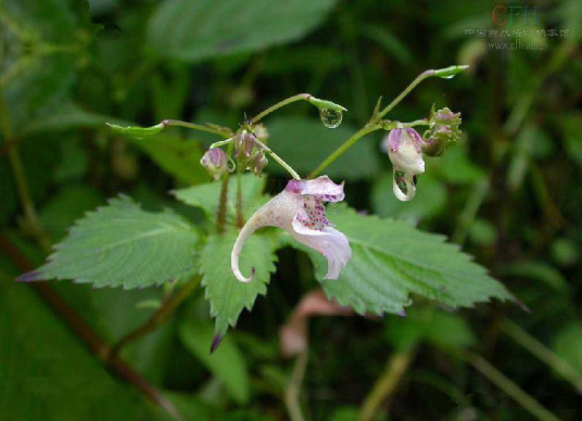 野凤仙花（凤仙花科凤仙花属植物）