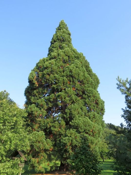 巨杉（杉科巨杉属植物）