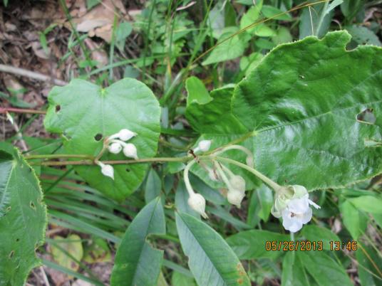 太平莓（植物）