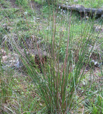 野马蹄草