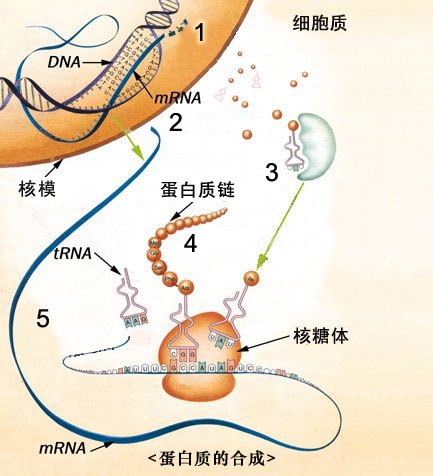 蛋白质合成