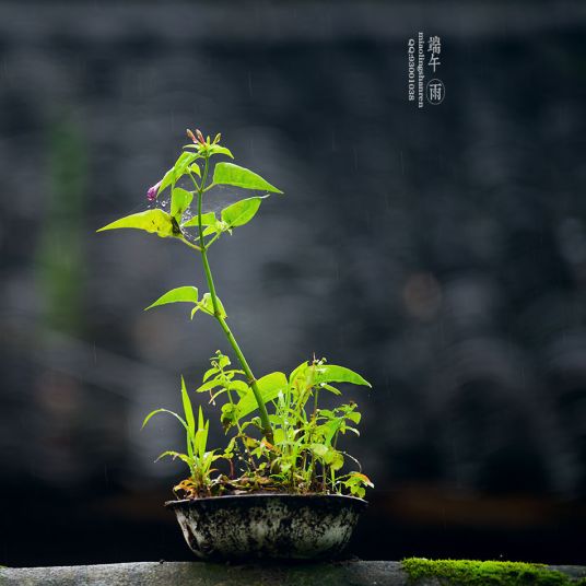 端午雨