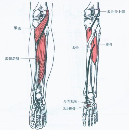 迎面骨