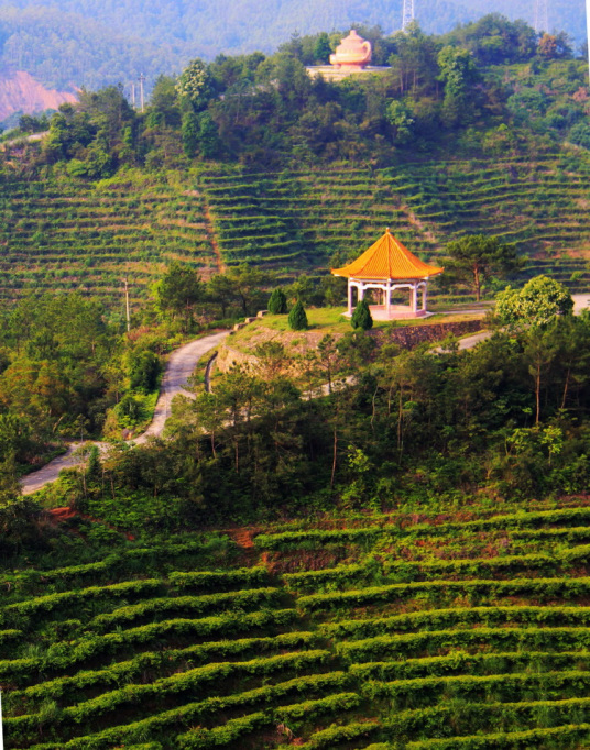 黄蜂窝茶山旅游区