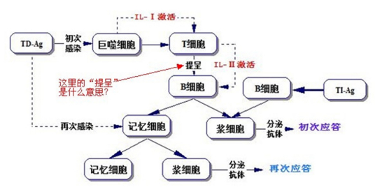 体液免疫反应