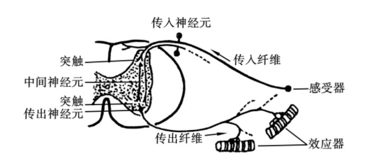 反射（生物学术语）