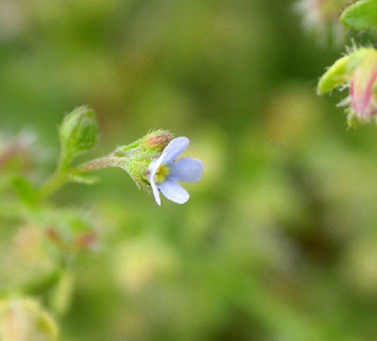 新疆鹤虱