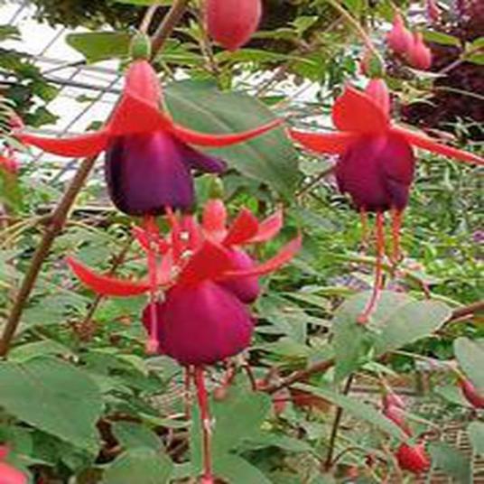 Fuchsia (group)