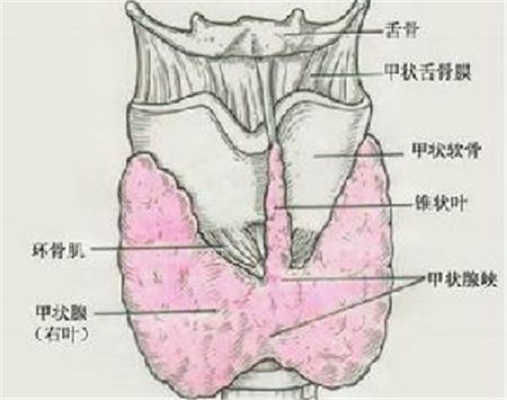 甲状腺T3T4