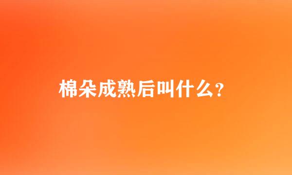 棉朵成熟后叫什么？