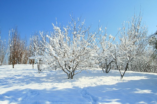 雪入春分省见稀 半开桃杏不胜威 含义 意思 解释 出自哪里