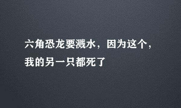 六角恐龙要溅水，因为这个，我的另一只都死了