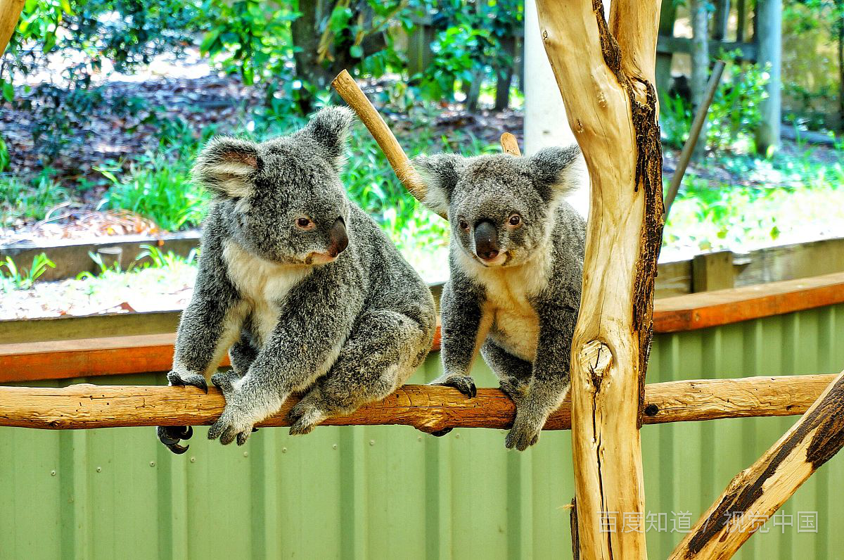 koala怎么读