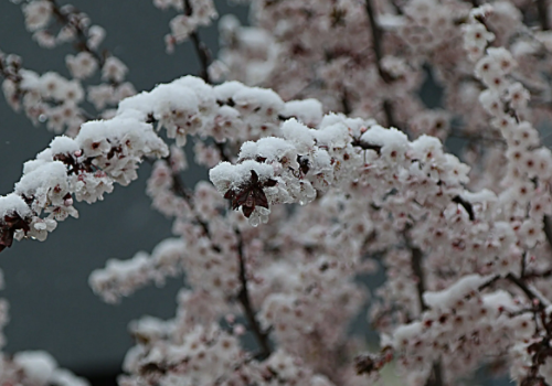 北京出现四月飘雪，一夜穿回冬天，四月飘雪有什么寓意征兆？