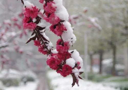 北京出现四月飘雪，一夜穿回冬天，四月飘雪有什么寓意征兆？