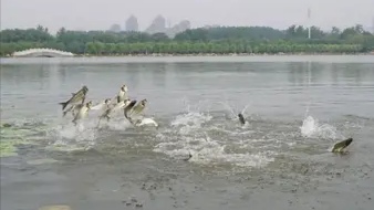 洞庭湖游艇过后成百上千条鱼儿跃出水面，这一景象是什么原因导致的？