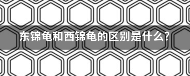 东锦龟和西移使两成扩环批算材锦龟的区别是什么?