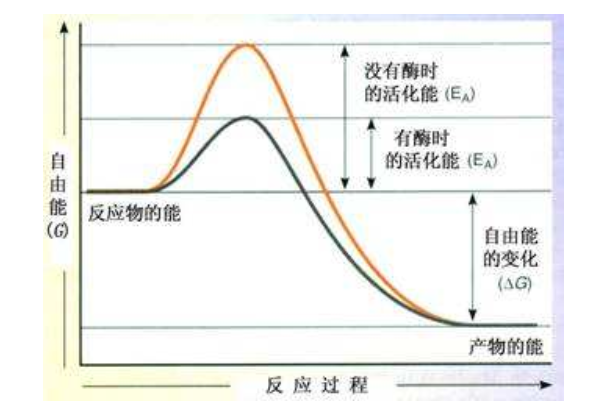 化学反应的来自活化能越大，反应速率却大，是否正确