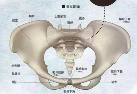 骨盆在哪个部位