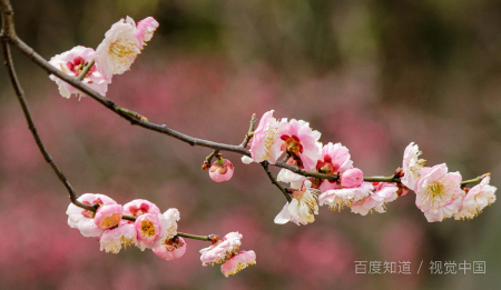 宝剑锋从磨砺出，梅花香自苦寒来 的道理是什么？