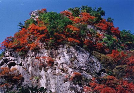 老君山风景区来自的景点介绍