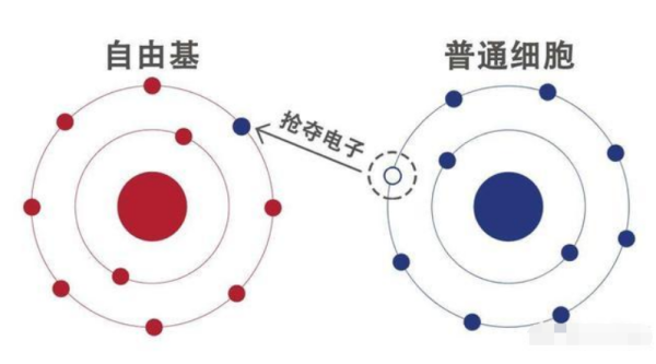 活性氧自由基（ROS）的定义