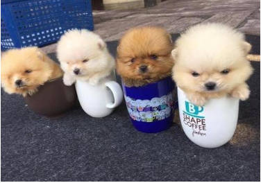 有五十元一只的茶杯犬吗