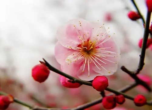 梅花的拼音怎么写