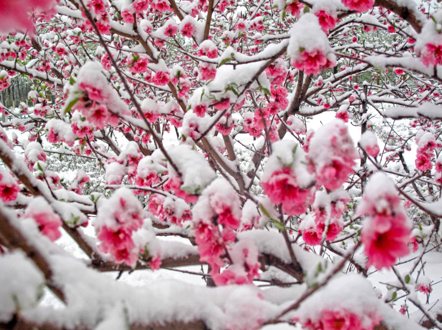 下桃花雪是什么征兆