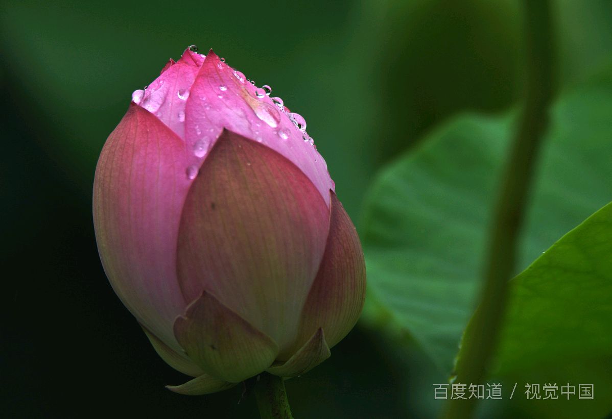 接天莲叶无穷碧,过雨荷花满院香,这两句诗是谁写的？