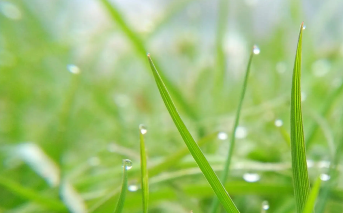 二十四节气雨水的诗是什么?