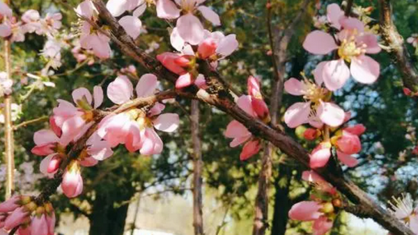 春暖花开 奔你而来 什么意思？