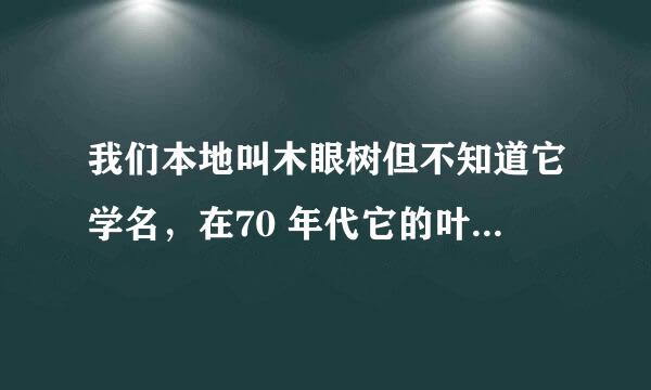 我们本地叫木眼树但不知道它学名，在70 年代它的叶种果可作洗衣服，根和茎都可作药用。跪求知道者