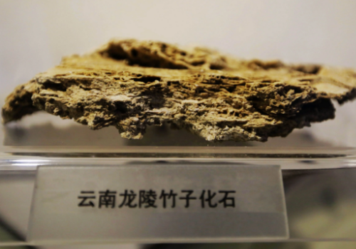 2003年发现世界首例竹子化石，具体是在哪里发现的？
