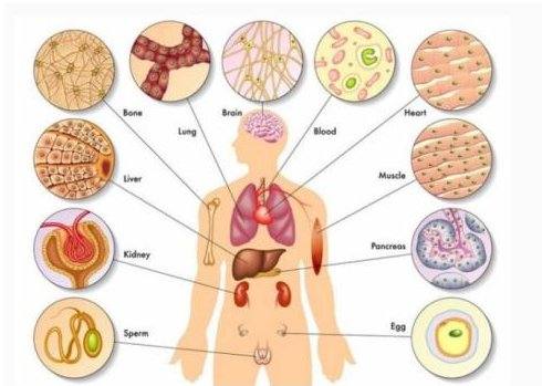 人体器官有哪些部位？