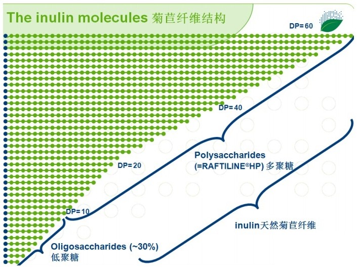 菊粉是什么