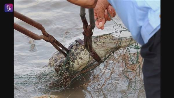 上海黄浦江畔的鳄鱼抓到了，这一次又是有无知者放生吗？