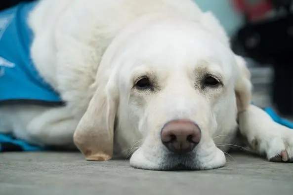 盲人携带导盲犬入住酒店遭拒，珠海长隆致歉，此事最终是如何处理的？