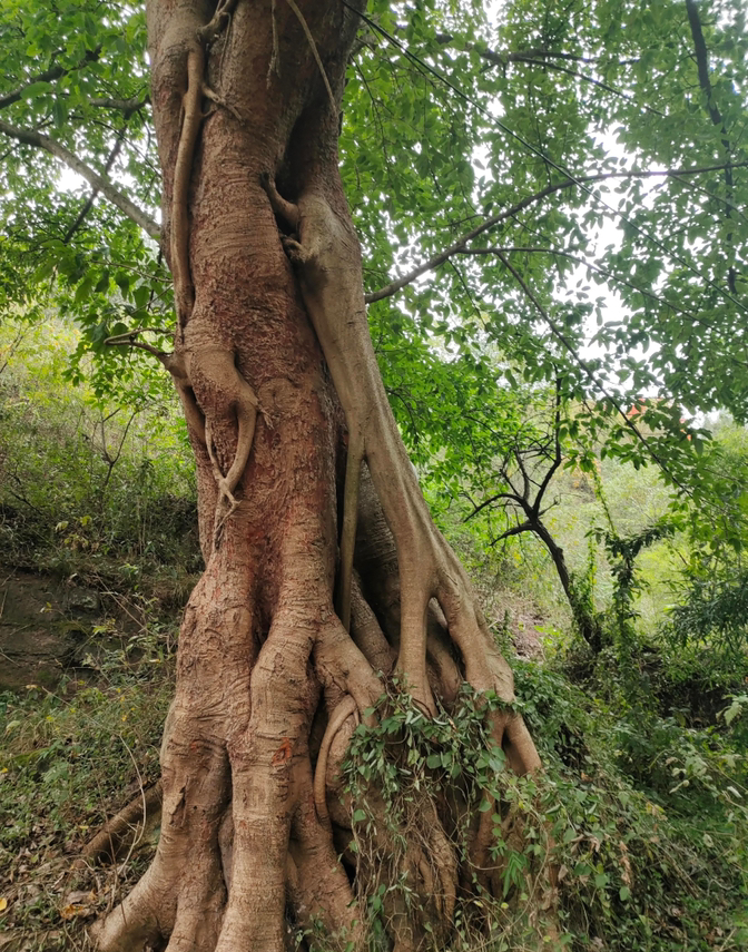 黄桷树是一种什么植物