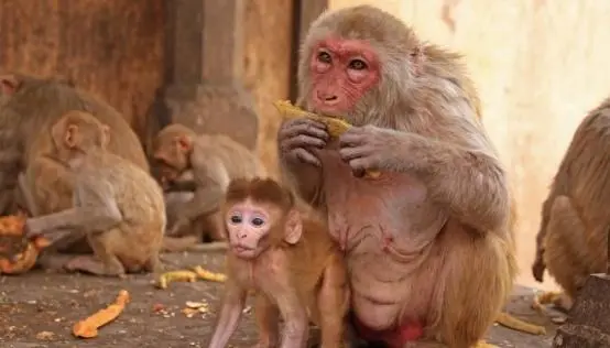 印度的猴子为报复几乎摔死全村狗，猴子的智力情况究竟如何？