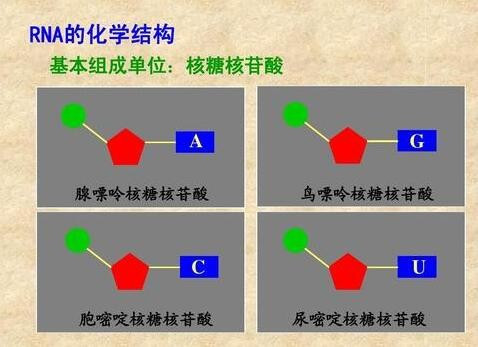 AMP是什么物质