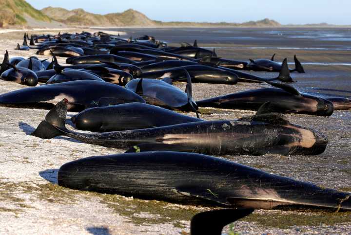 如何看待470头巨头鲸搁浅海港这件事呢？