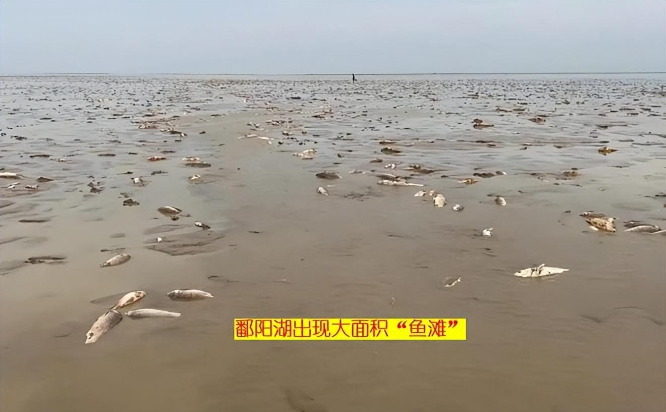 鄱阳湖上万斤鱼搁浅，20多人自费转运，为何会出现严重搁浅的情况？