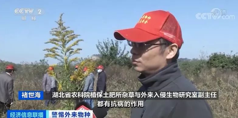 武汉围剿“一枝黄花”，它的危害有多大呢？