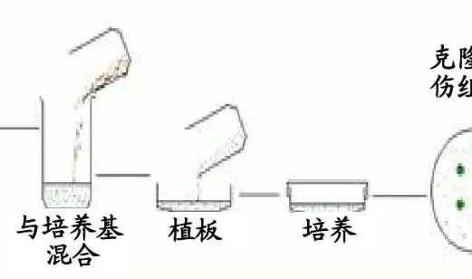 植物细胞培养的原理ssm？