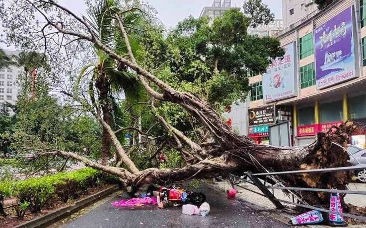 文昌一男子骑车外出，被台风刮倒的椰子树砸中身亡，谁该为这起事故负责？