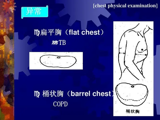 chest是哪个部位尺寸?